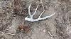 120 Shed Day Brown Town Shed Hunting 2021